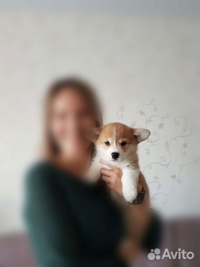 Вельш-корги пемброк щенки