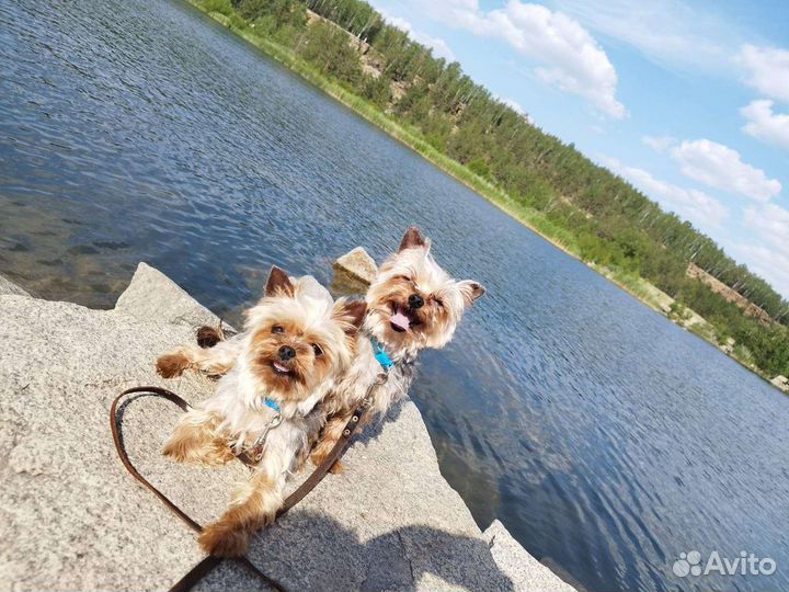 Вязка мини йоркширского терьера. выезд