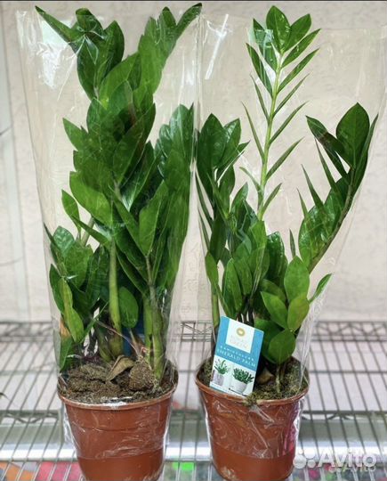 Замиокулькас (долларовое дерево) Zamioculcas 50/14