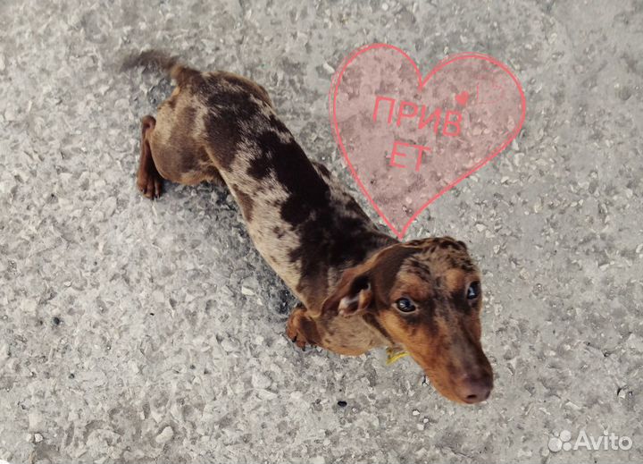 Такса вязка