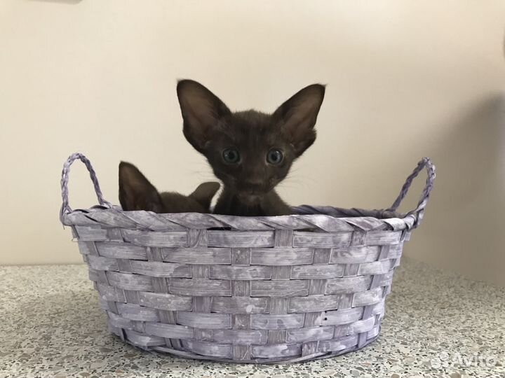 Ориентальные - Чёрный, шоколадный, пятно