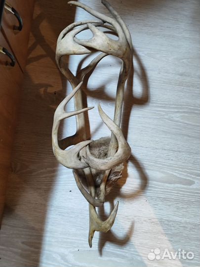 Рога оленя
