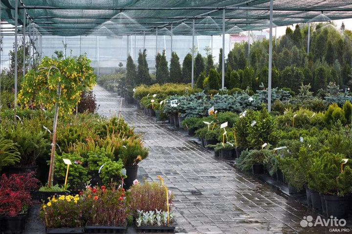 Помощница в питомник растений