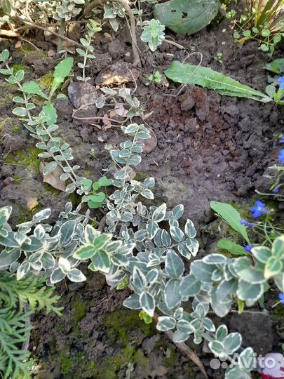 Бересклет форчуна