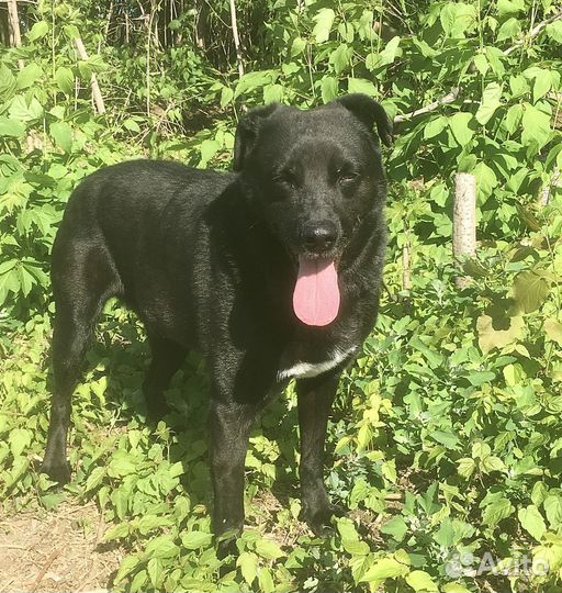 Просто милый смешной Тобик