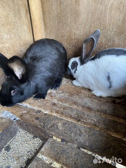 Кролики породы строкач