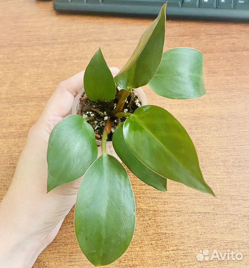 Филодендрон конго