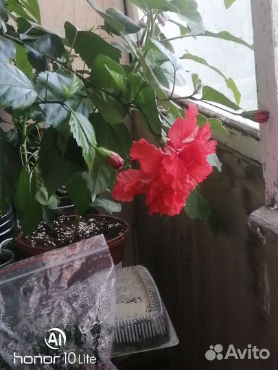 Фиалки цветущие в горшке