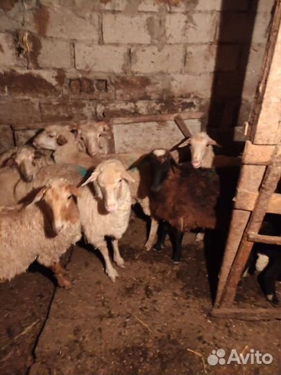 Овцы бараны
