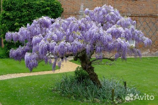 Глициния, семена