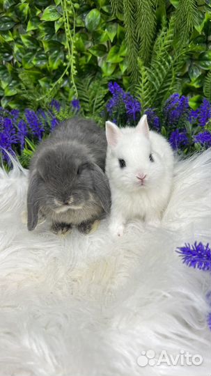 Кролики домашние мини