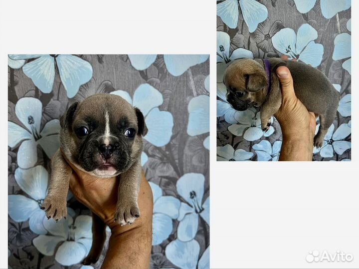 Французский бульдог