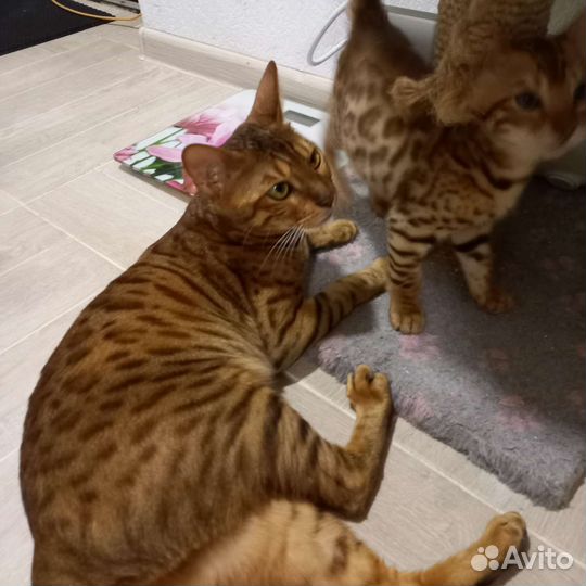 Бенгальская