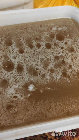 Мед горный 2024