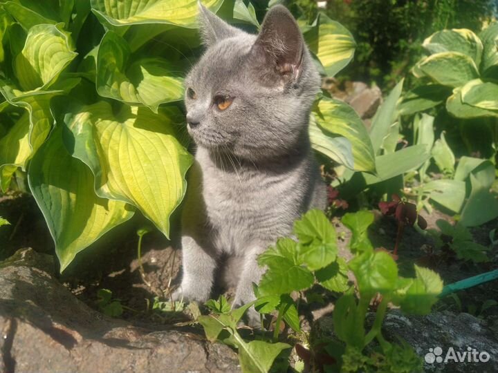 Британская