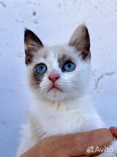 Котенок девочка Луна