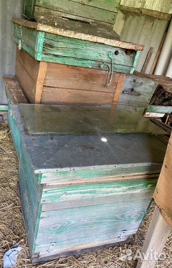 Пчелы улья пасеку