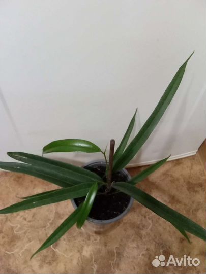 Комнатные растения цветы. Фикус Али