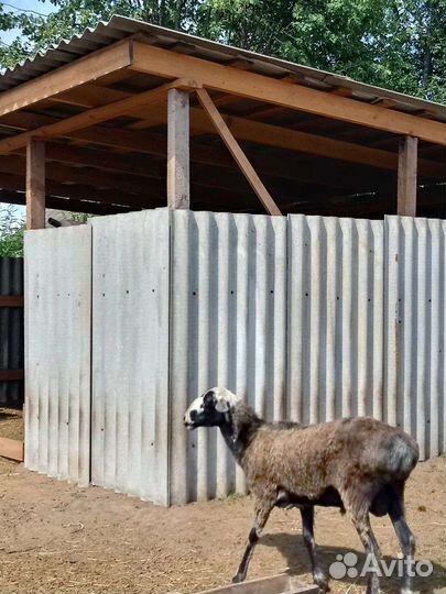 Курдючный баран