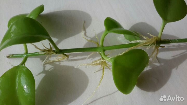 Дисхидия Сингулярис Фиттония Гибазис Jоse Puig