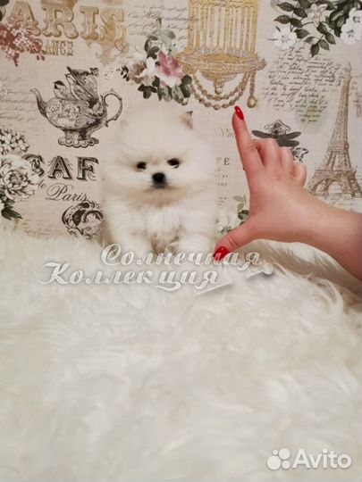 Щенки шпица айс крем