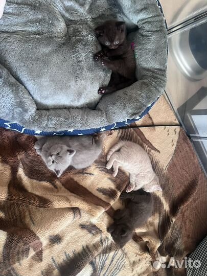 Британские котята