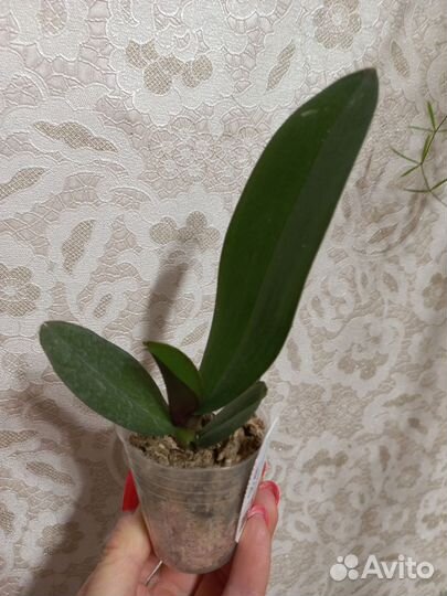 Орхидея фаленопсис Grissini Peloric