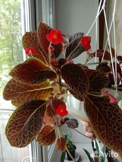 Эписция Chocolate Cream шоколадный крем