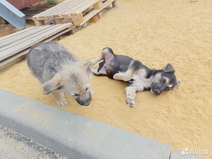 Собака в добрые руки