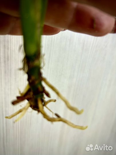 Аглонема тайtri-phet