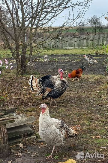 Индюки и индюшки на племя