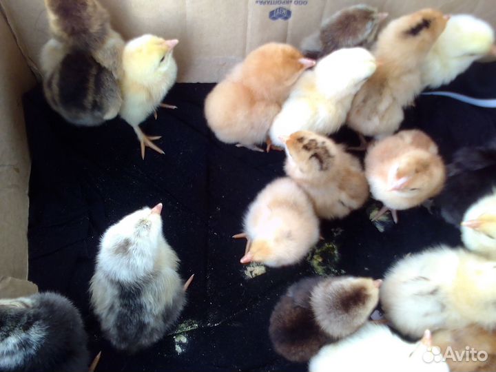 Цыплята суточные