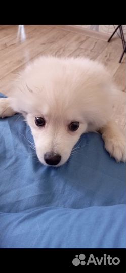 Продам шпица