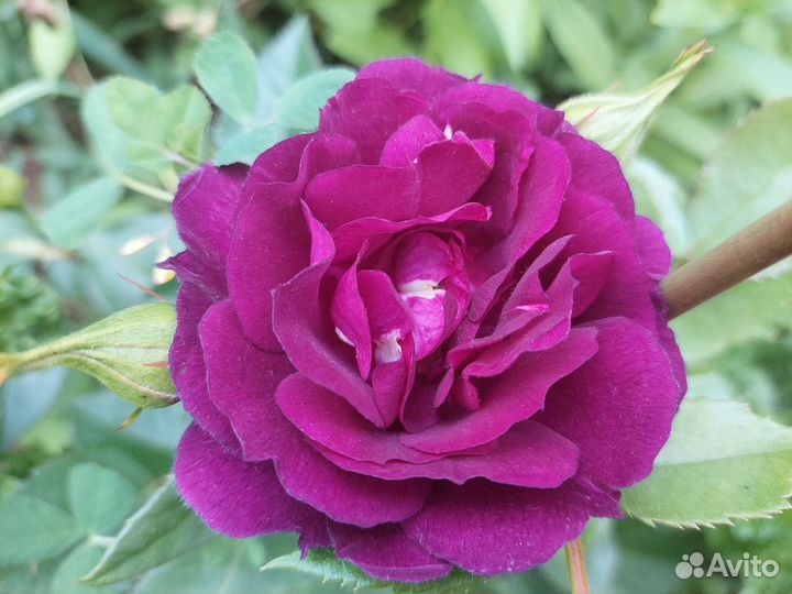 Саженцы роз