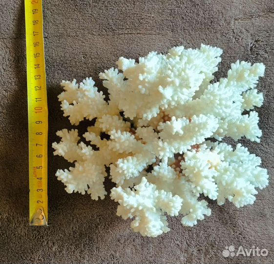 Морские кораллы