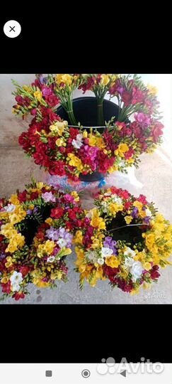 Луковицы фрезии