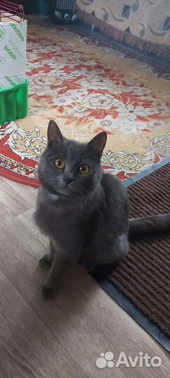 Котята дворовые