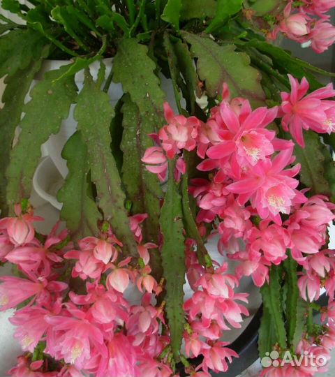 Лесной кактус