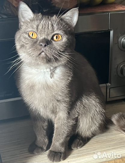 Британские котята