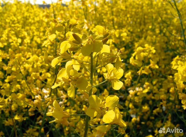 Kaрат рыжик озимый