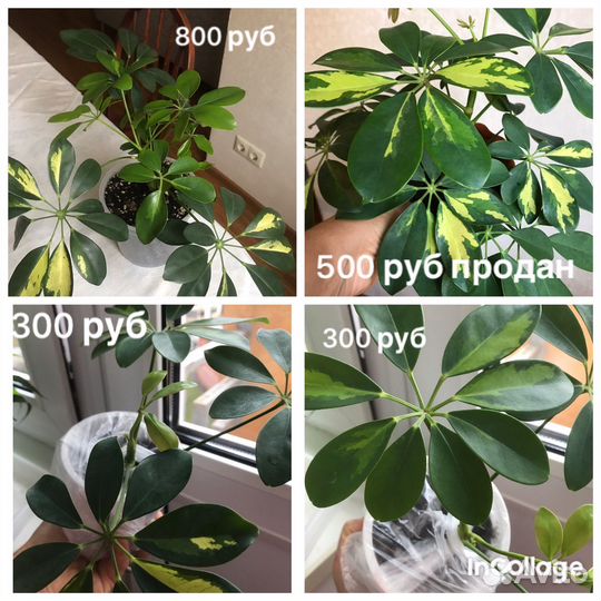 Шеффлера вариегатная