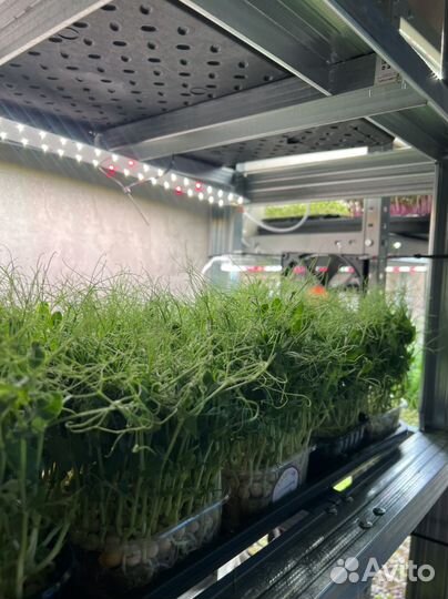 Микрозелень гороха