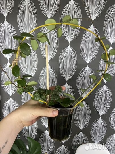 Редкие хойи