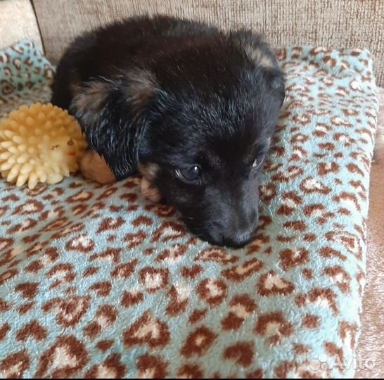 Щеночки в добрые руки