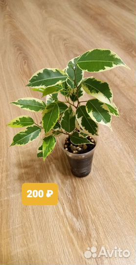 Фикусы Бенджамина пестролистные