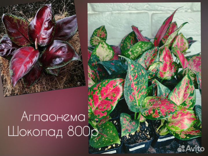 Аглаонемы сортовые