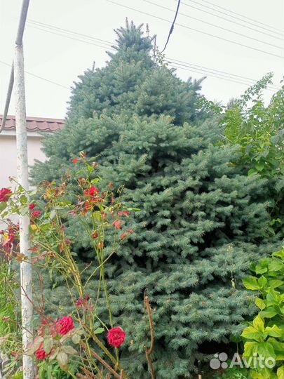 Ель голубая
