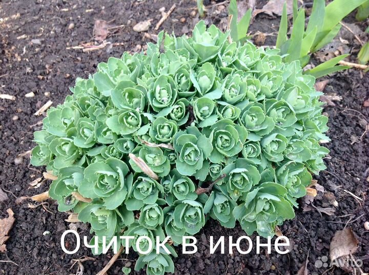 Многолетние цветы