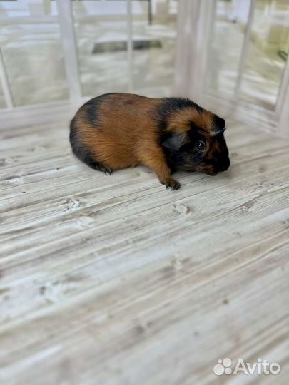 Морские свинки