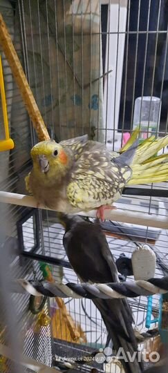 Попугай корелла птенец